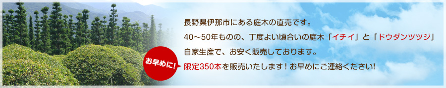 長野県伊那市にある庭木の直売です。30年ものの、丁度よい頃合いの庭木「イチイ」と「ドウダンツツジ」自家生産で、お安く販売しております。限定350本を販売いたします！中国･韓国では縁起物として人気です。お早めにご連絡ください!	